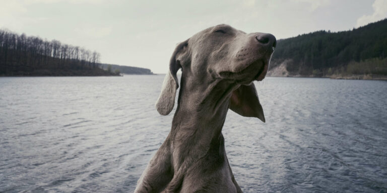 Weimeraner mit Wasser im Hintergrund, der den Hals streckt und mit geschlossenen Augen die Schnauze nach rechts oben reckt (c) Foto Atanas Teodosiev, Unsplash