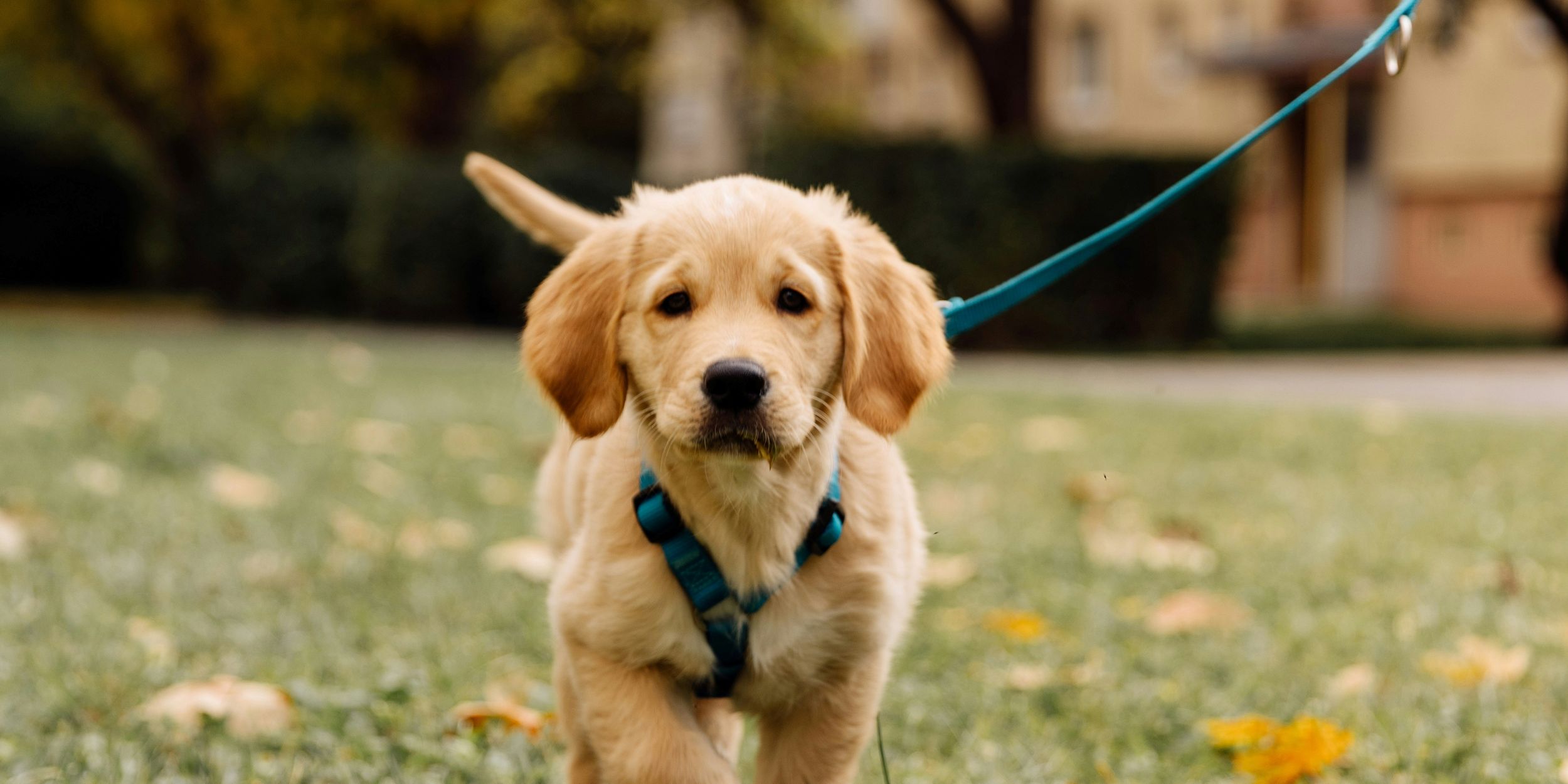 Golden Retriever Welpe mit türkis-blauem Geschirr und türkis-blauer Leine, der auf den Fotografen zuläuft. (c) Foto Florian Schindler
