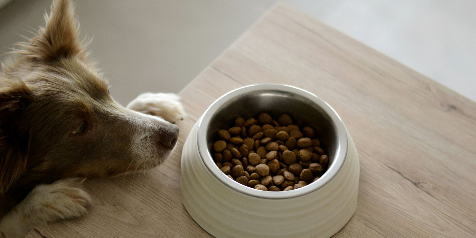 Border Collie ähnlicher brauner Hund, der seine Vorderpfoten und den Kopf auf einem Holztisch ablegt, auf dem ein Napf mit Trockenfutter steht (c) Foto von Ayla Verschueren auf Unsplash