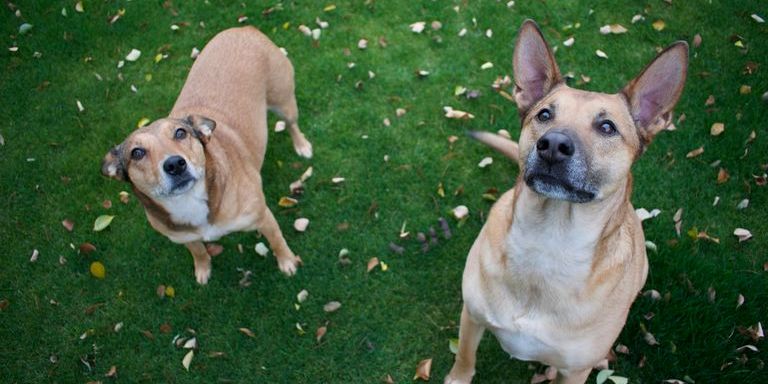 Ein stehender und ein sitzender Hund in hellbraun, die beide zum Fotografen hochsehen (c) Foto Caleb Carl, Unsplash