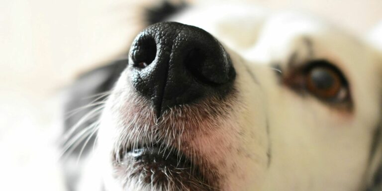 Wie Hunde die Welt riechen