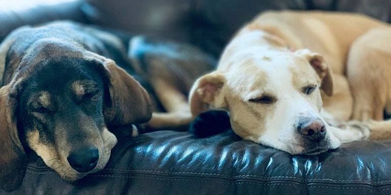 Zwei Hunde entspannt liegend auf einer Ledercouch (c) Greg Lippert auf Unsplash