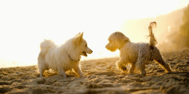 Zwei Hunde im Gegenlicht am Strand, die Köpfe zueinander gewandt (c) Pexels, Ayyeee Ayyeee