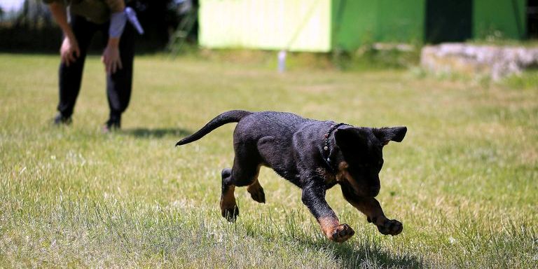 Laufender Beauceron-Welpe im Vordergrund, Trainerin nur hab zu sehen im Hintergrund (c) Pexels, Pixabay