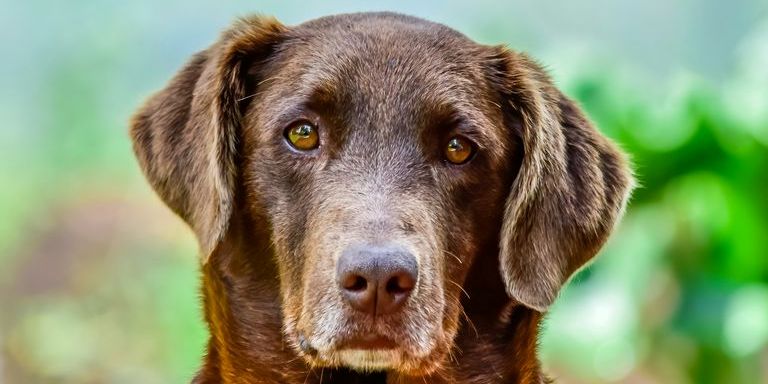 Hundekopf eines braunen, labradorähnlichen Hundes mit bernsteinfarbenen Augen und direktem Blick in die Kamera (c) Foto Jairo Alzate auf Unsplash